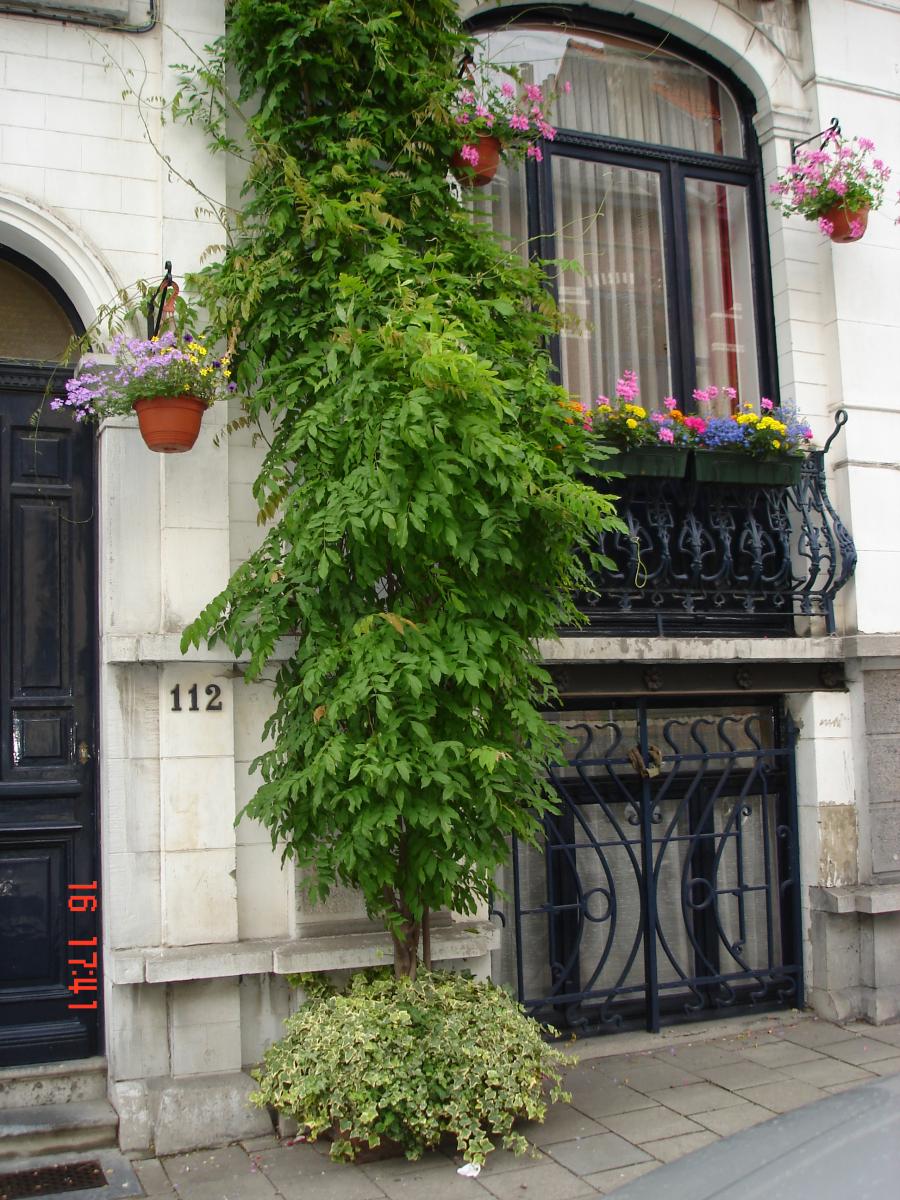 plantes grimpantes en façade