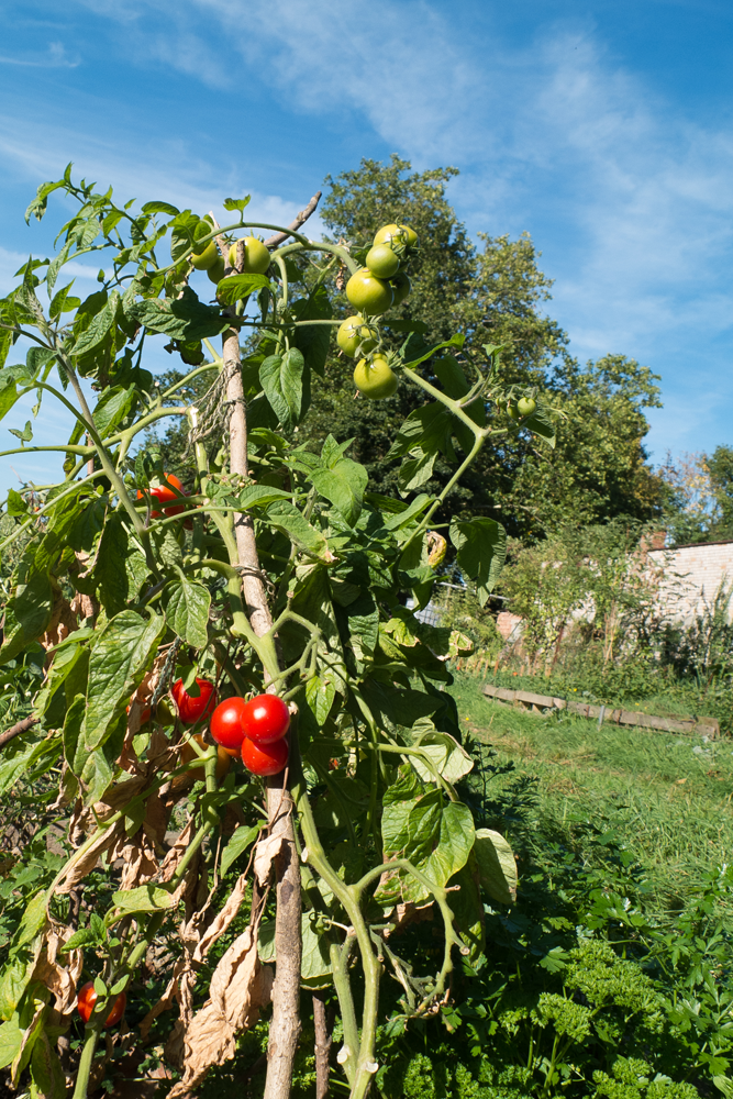 plants de tomates