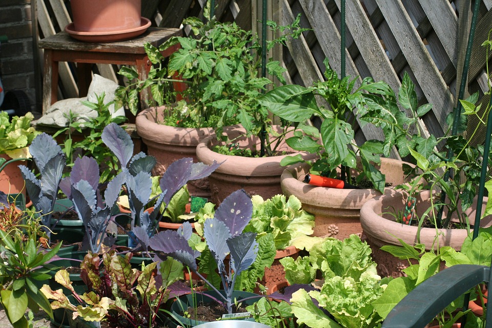 cultures en pots