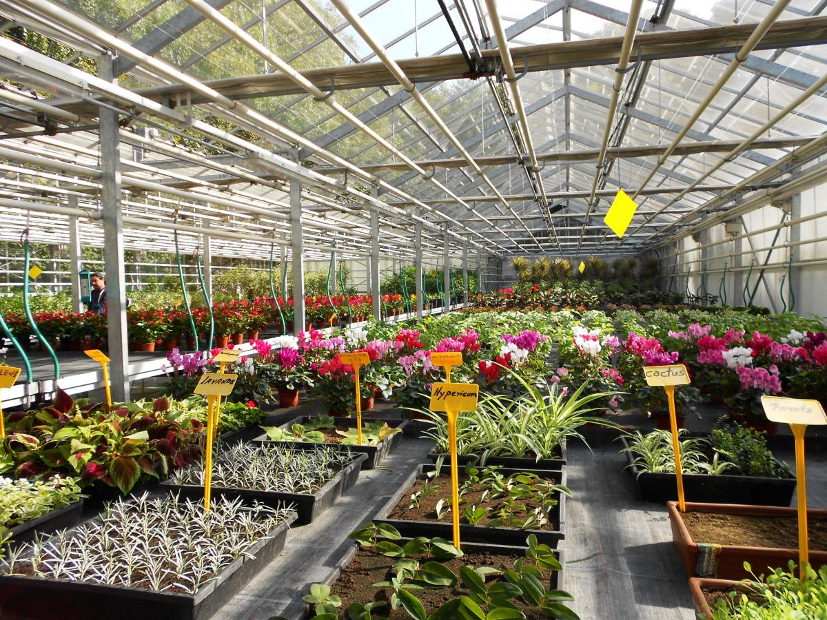 plantations dans les serres