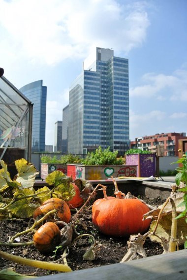 potager sur le toit