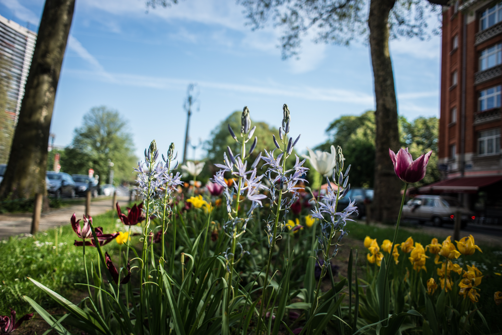 parterre de fleurs - mai 2016