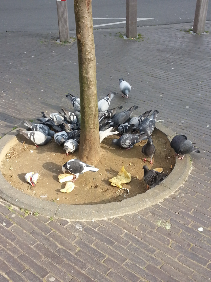 pigeons